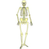 Goede BioDesk - Puzzel skelet menselijk lichaam QQ-95