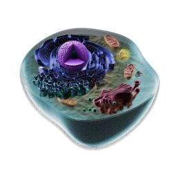 ITEM 1